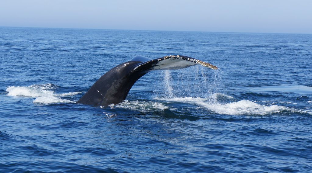 Whale Watching in Fundy Bay