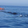 Whale Watching on Brier Island