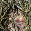 Seagrass at Hopewell Rocks