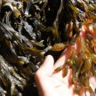 Seagrass at Hopewell Rocks