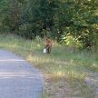 A fox along the road
