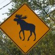 Moose ahead!