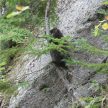 A porcupine beside the trail