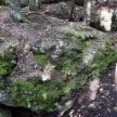 The Niagara Escarpement