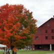 The trees in full colour